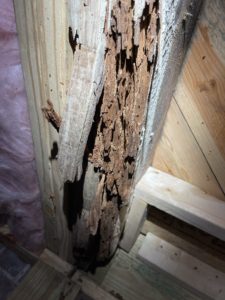 Home Inspection finds Termite damage